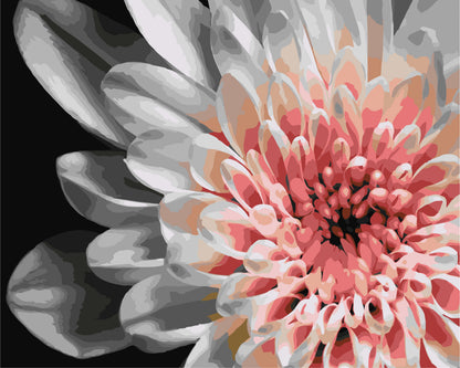 Malen nach Zahlen auf Keilrahmen 40×50 cm – Blumen. Dahlie LW 30500